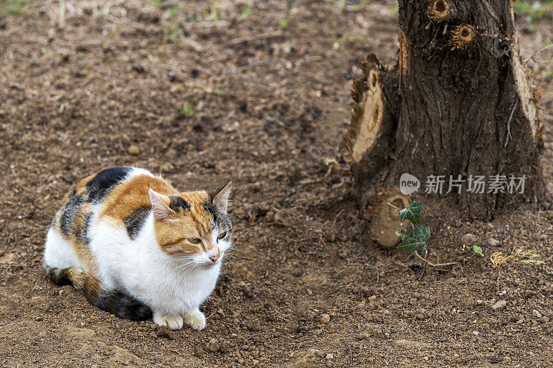 三色可爱的流浪猫正坐在泥土上