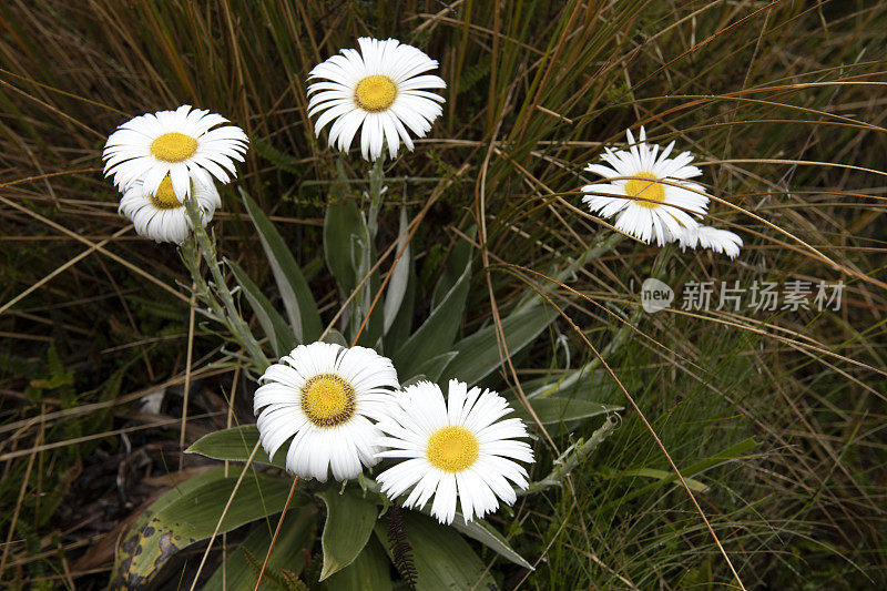 亚瑟山口国家公园的多布森自然步道上的野花