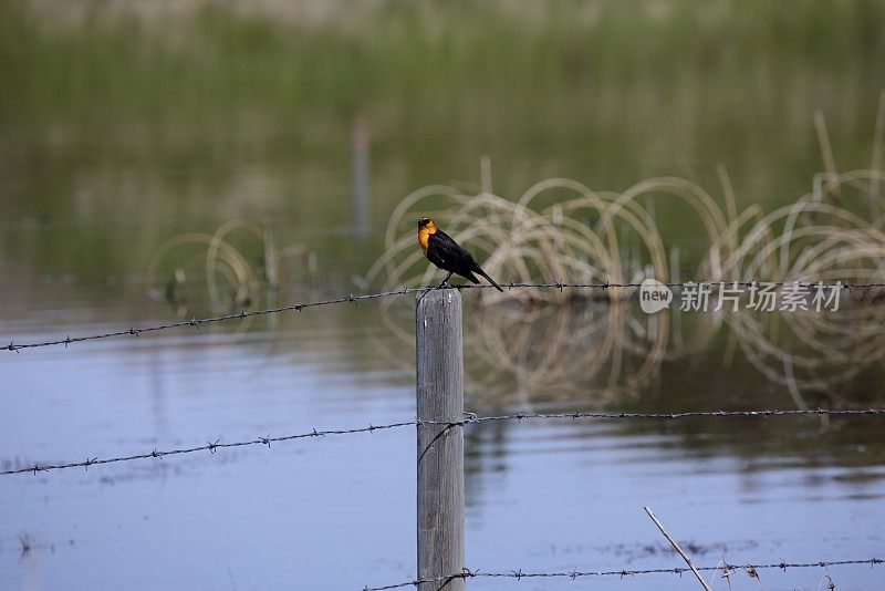 篱笆柱子上的黄头黑鸟。