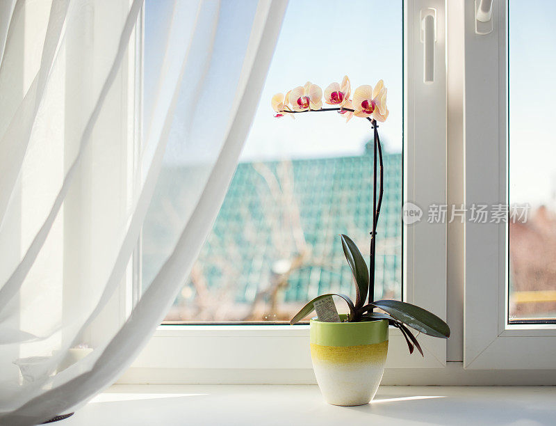 花盆里的兰花放在向阳的窗台上