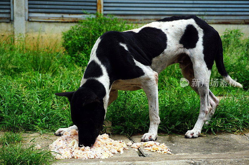 饥饿的流浪狗正在吃一些给米的食物