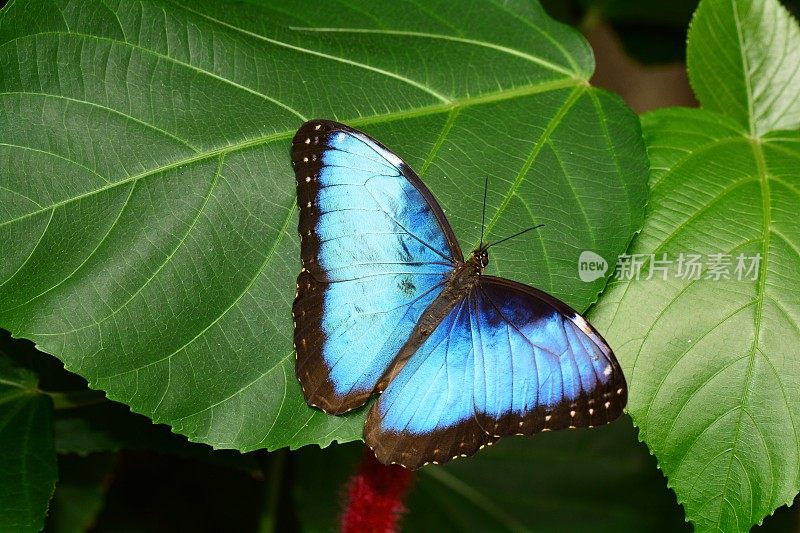 蓝色大闪蝶蝴蝶。
