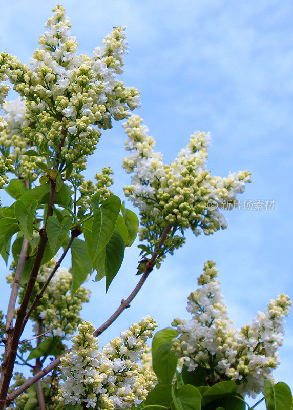 白色的丁香花(紫丁香)映衬着天空