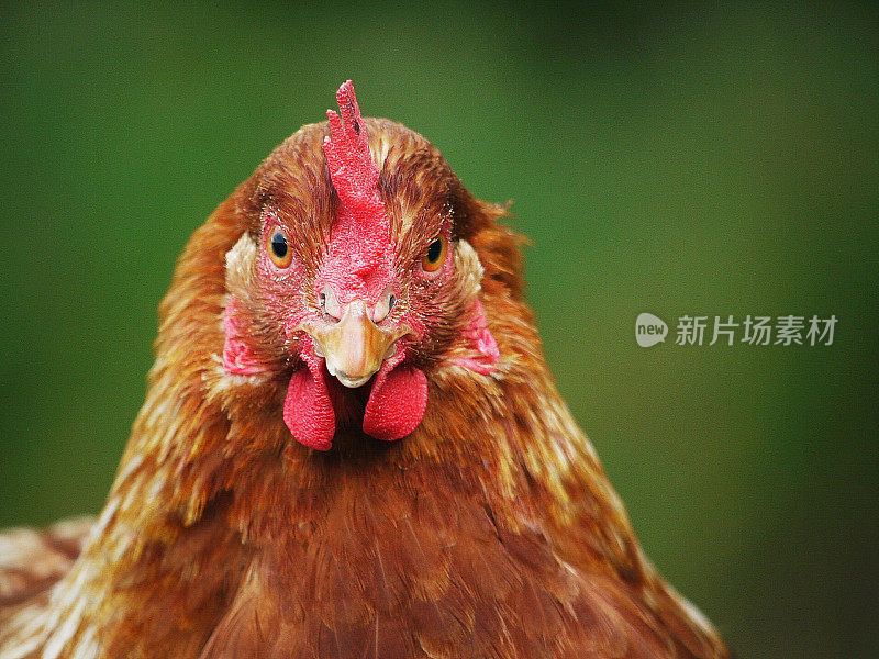 鸡的特写镜头看与绿色背景的相机