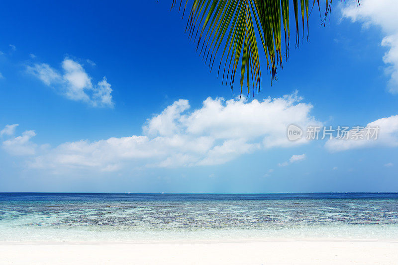 热带海滩和棕榈叶背景