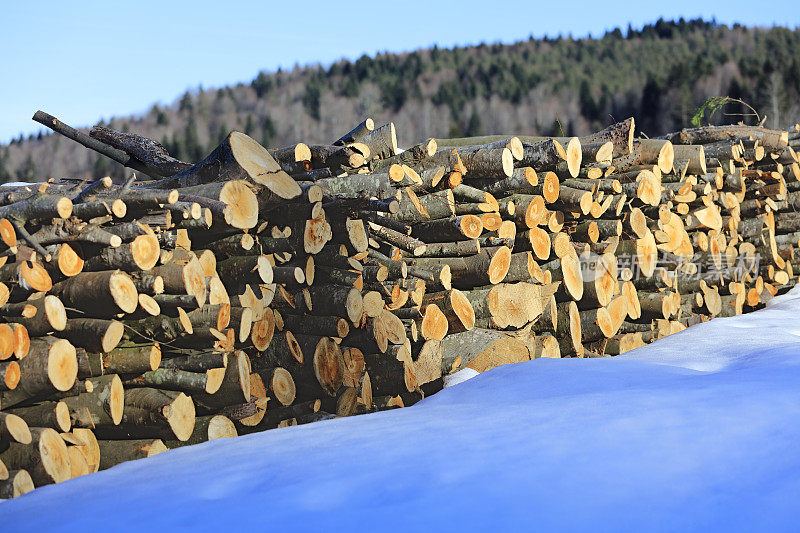 积雪下堆放的原木