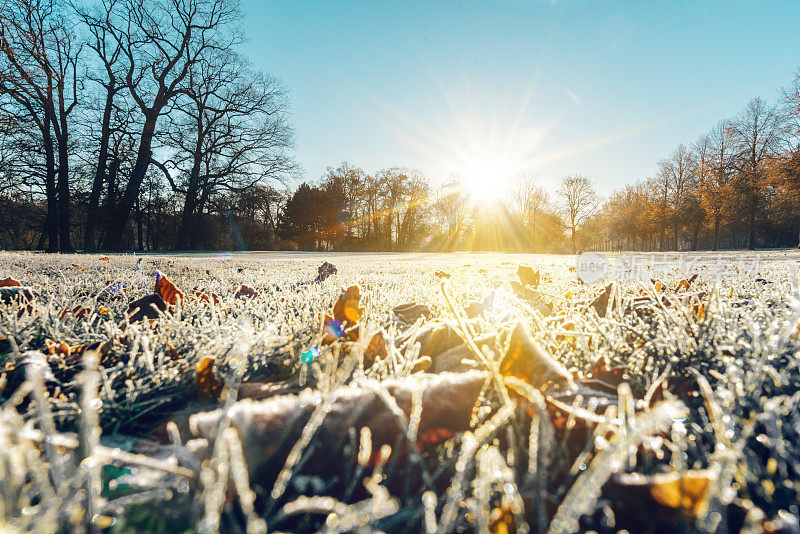 清晨的阳光照在魏玛伊姆帕克带着树叶的结霜草地上