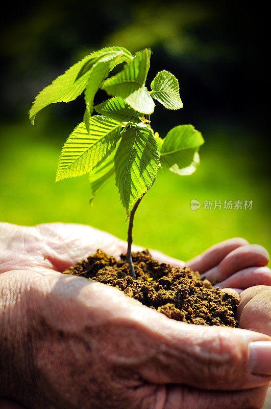 在老人的手中播种小植物