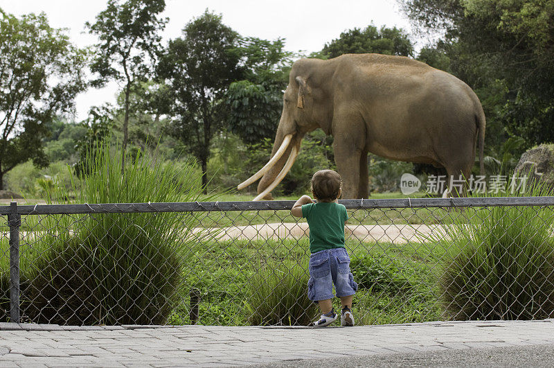 蹒跚学步的小男孩在动物园看大象