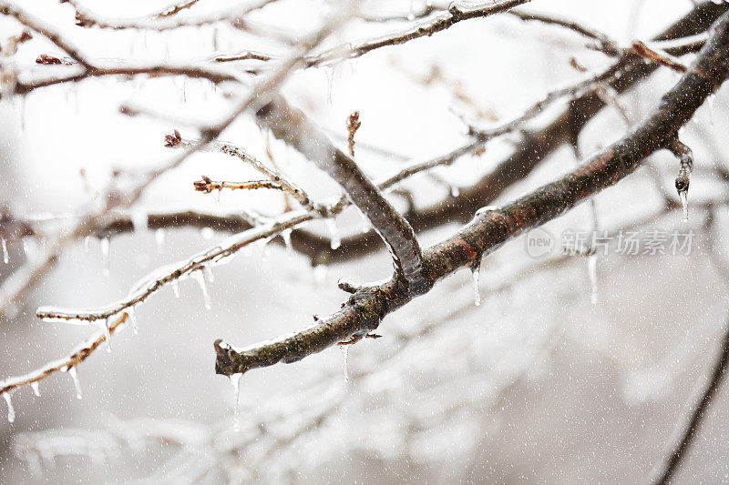 这是冬日里被冰雪覆盖的树枝的特写