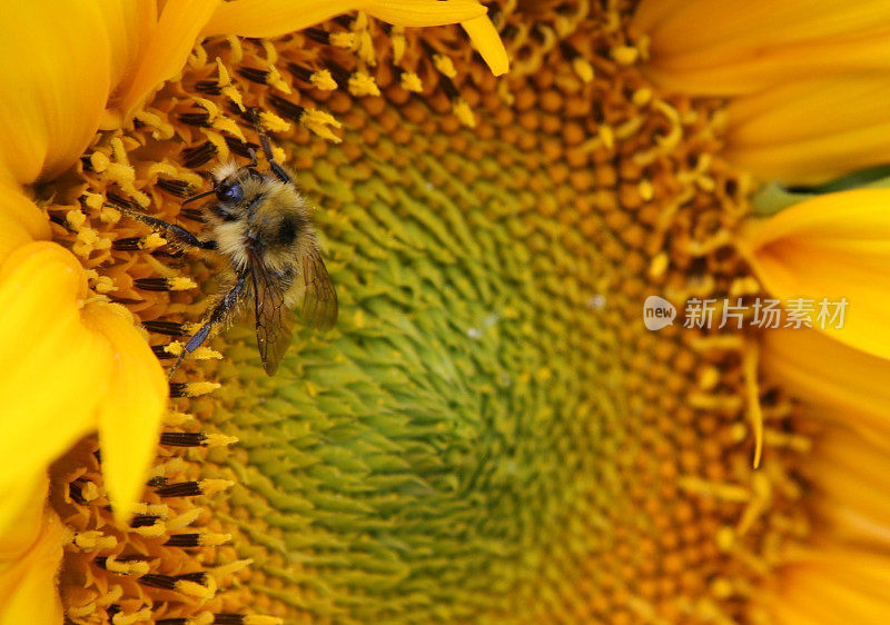 向日葵上的蜜蜂