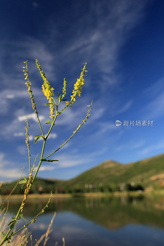 黄花映蓝天