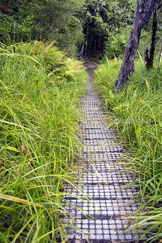 新西兰纳尔逊湖国家公园的木板路
