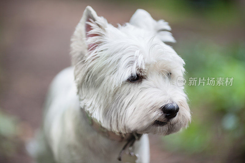 可爱的westie狗