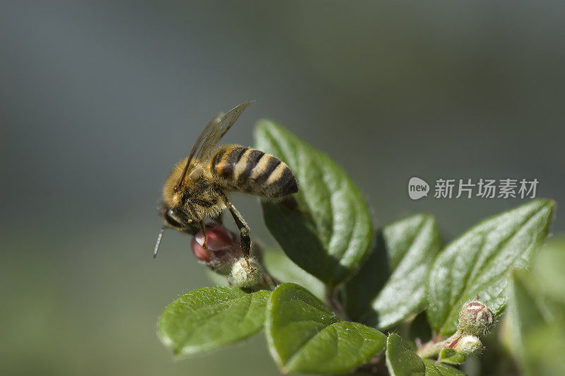 饥饿的蜜蜂