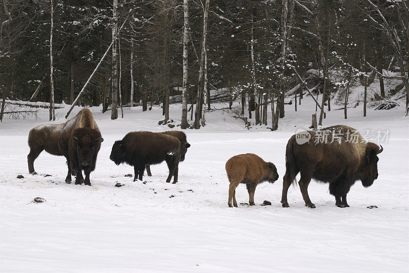 野牛在冬天
