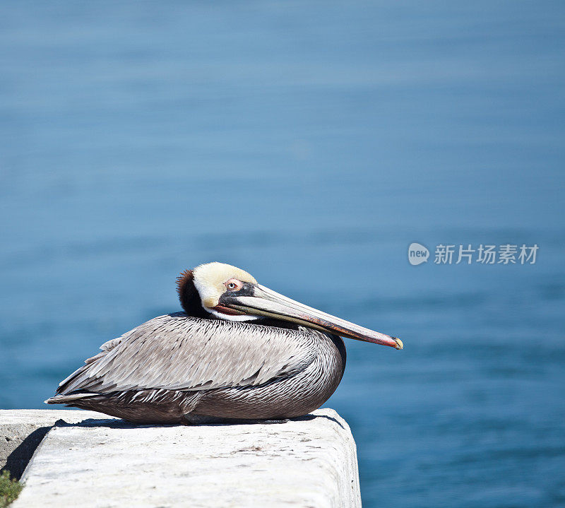 坐在鹈鹕