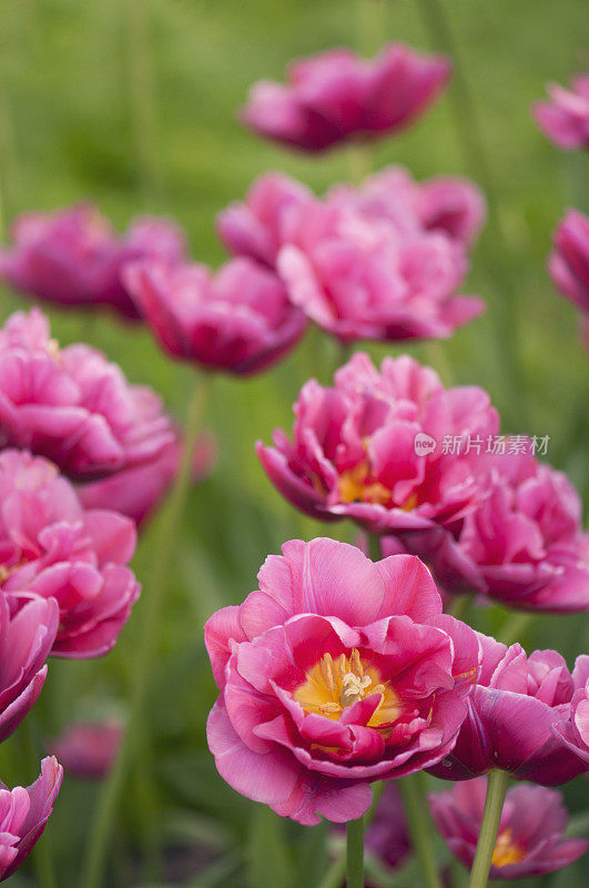 春季花园中垂直的粉红色郁金香花