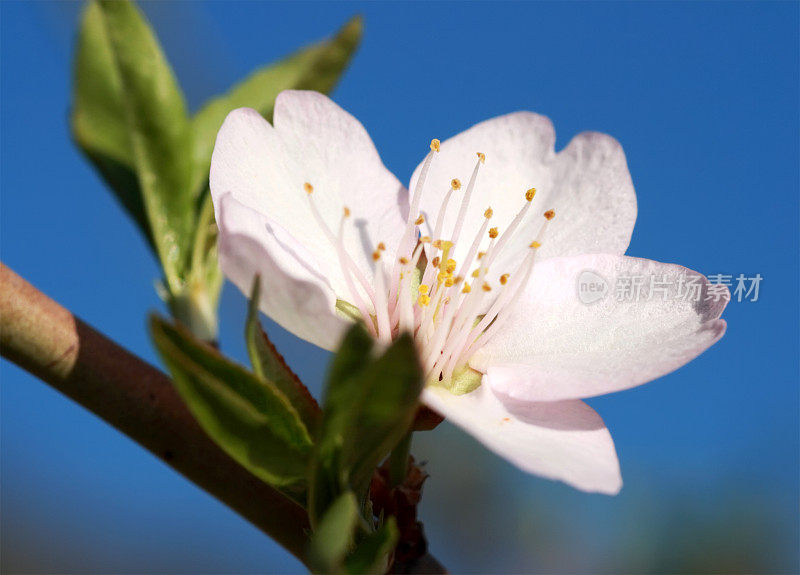 杏仁树开花