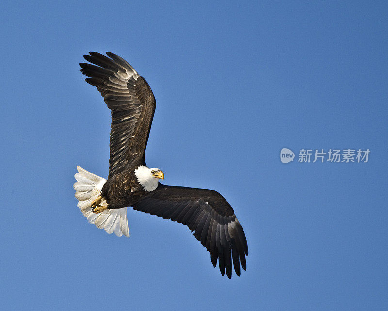 飞行中的美国秃鹰