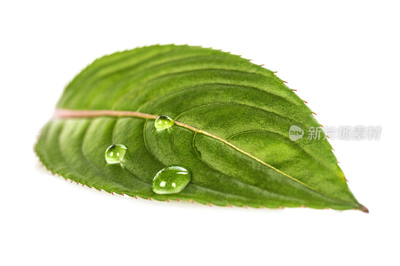 水滴在绿叶上