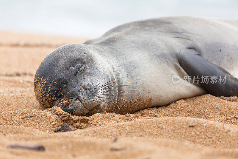 夏威夷僧海豹在考阿岛的海滩上睡觉