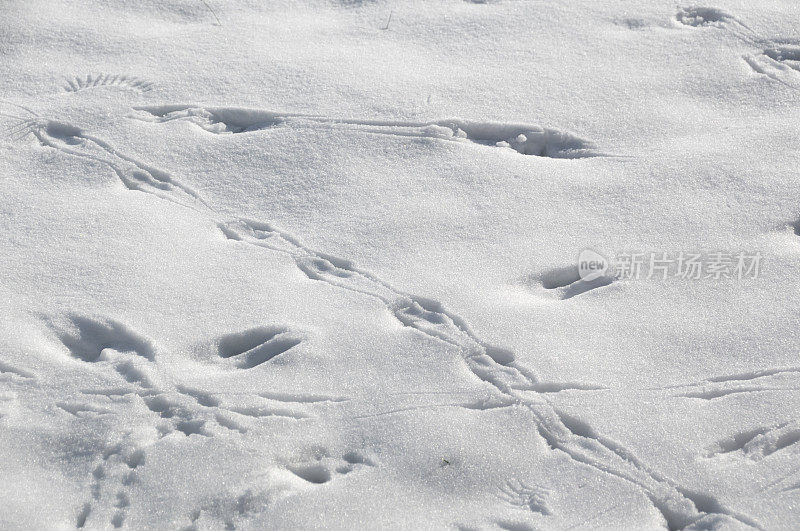 鸟在雪地上留下的足迹