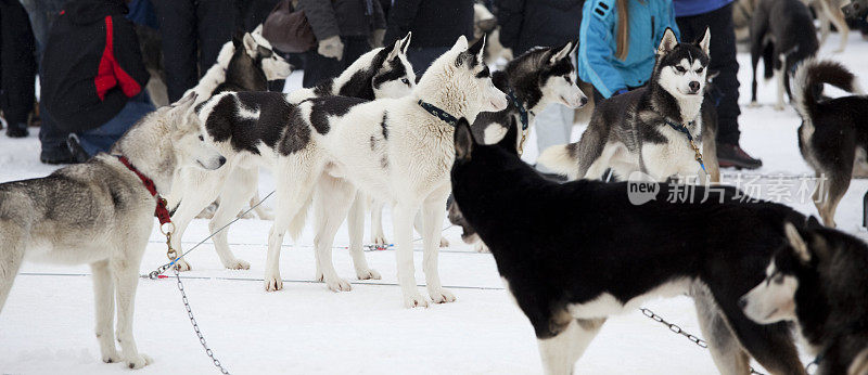 狗拉雪橇