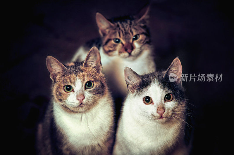 三只猫的肖像