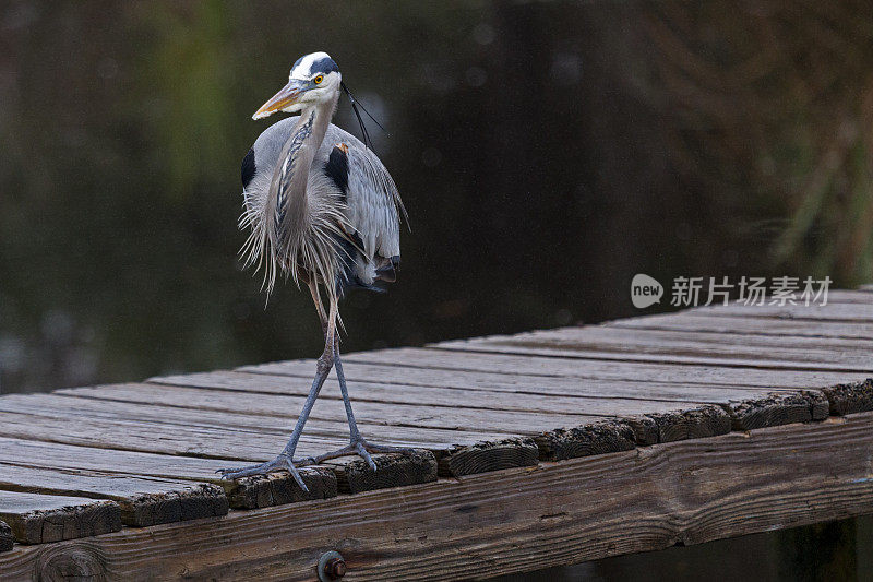 码头上的大蓝鹭