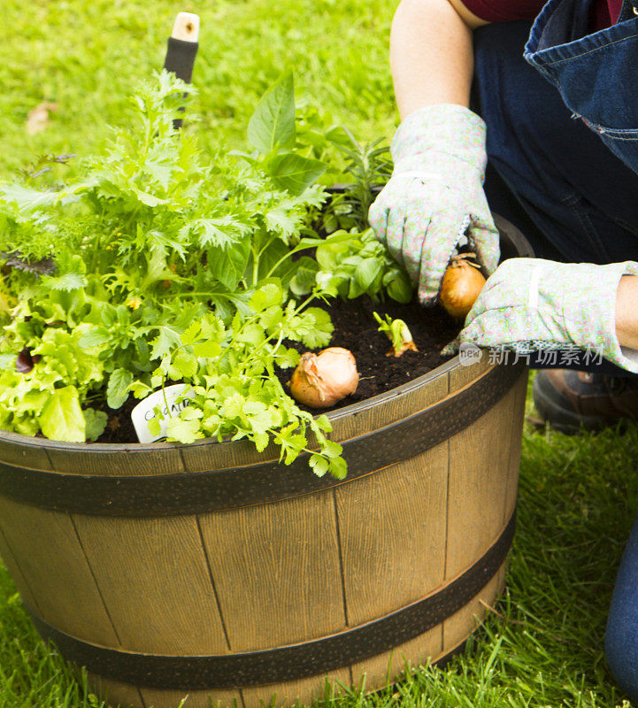 妇女双手种植药草和蔬菜容器花园