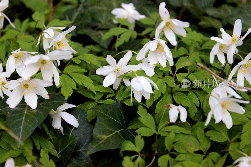 野生林地银莲花的白花的特写图像