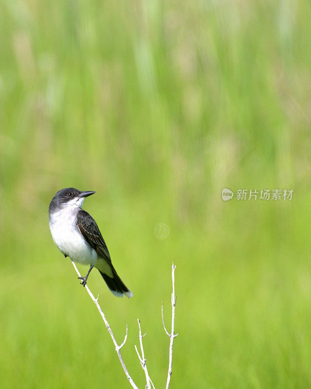 东部Kingbird栖息和向上看