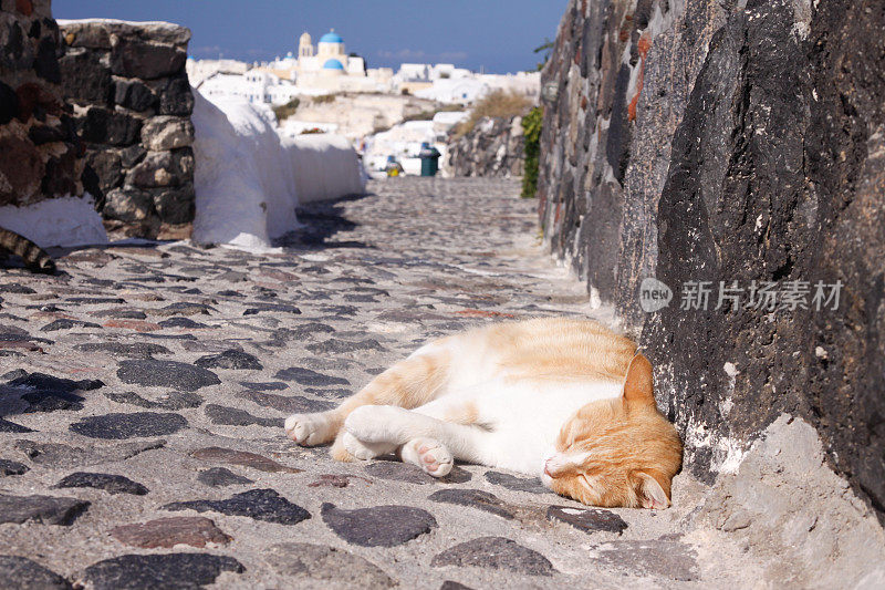 希腊圣托里尼岛的姜猫