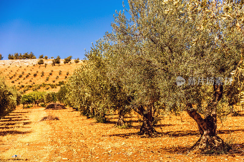 土耳其种植的橄榄树