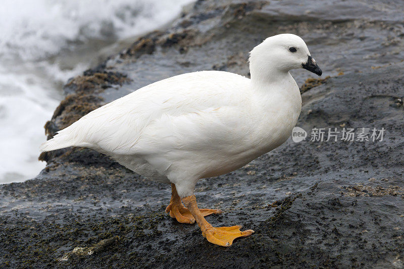 福克兰群岛上的雄性海带鹅