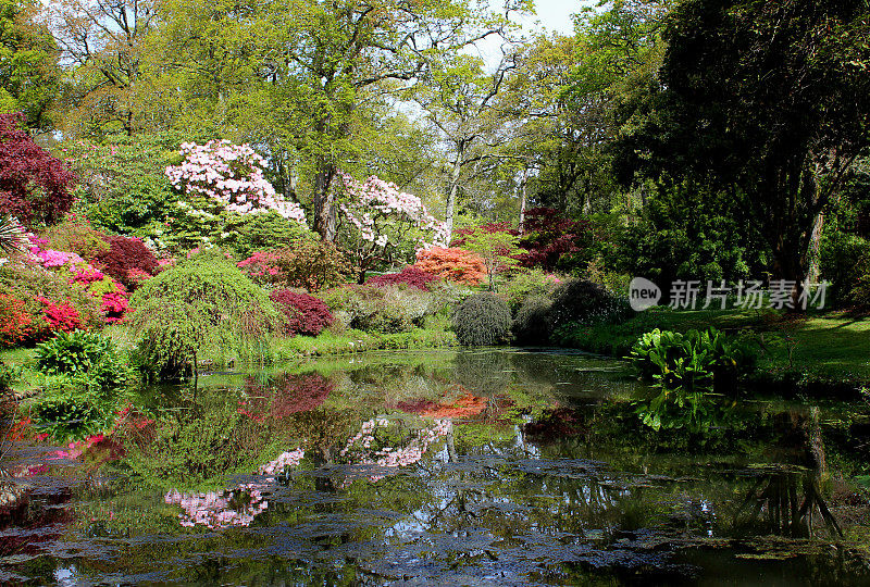 花园池塘边的杜鹃花和日本枫树