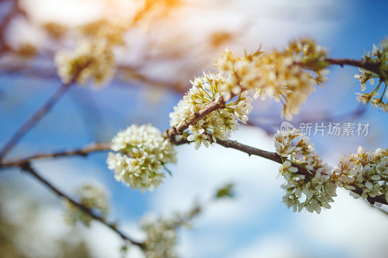 开花李树