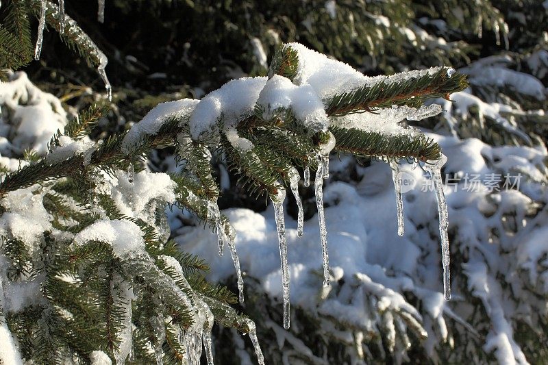 白雪覆盖的松树枝