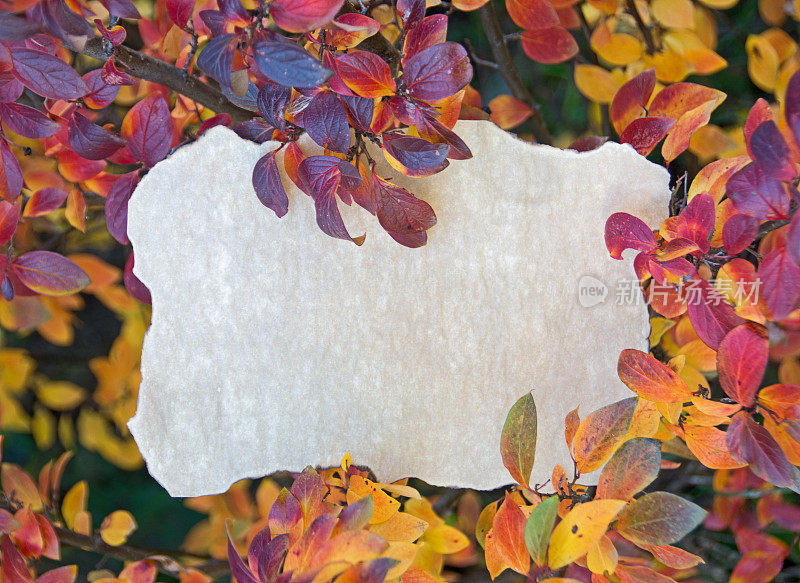 羊皮纸在灿烂的秋叶上留有显着的拷贝空间