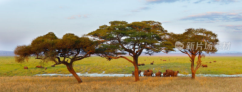 非洲坦桑尼亚塔兰吉尔的金合欢树和象群