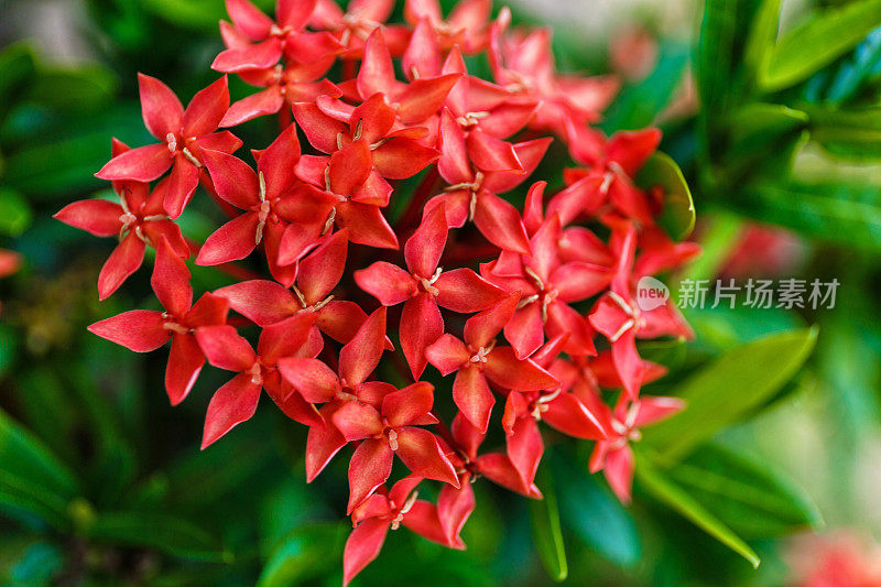 手Ixora