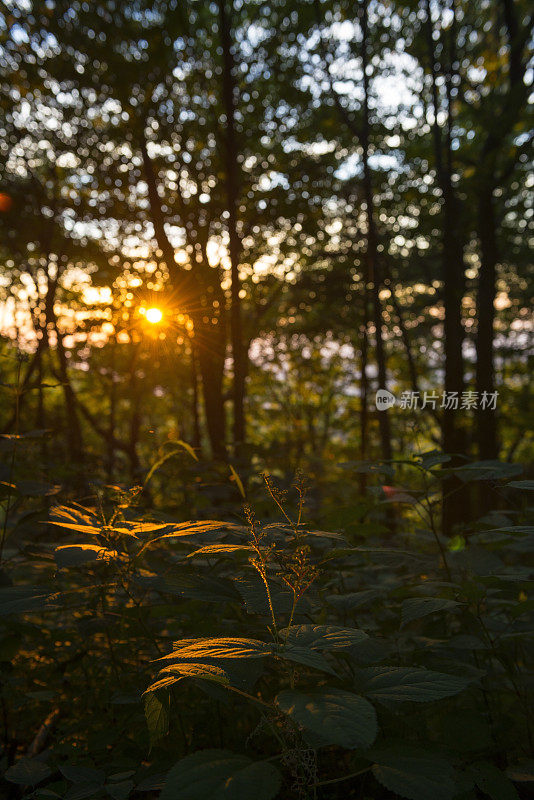 日落在阿巴拉契亚山脉附近的顶峰山消防塔