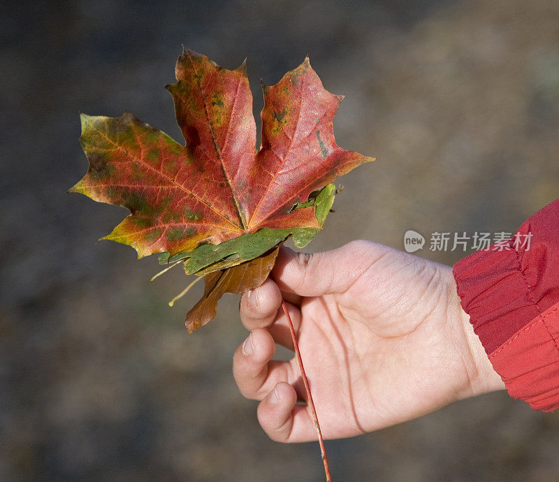 秋天的落叶