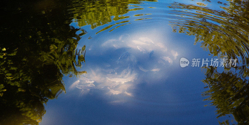 池塘里的鲤鱼，被夏日的阳光照亮