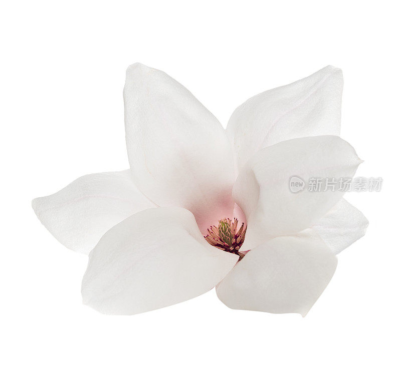 白色木兰花具粉红色雄蕊，孤立