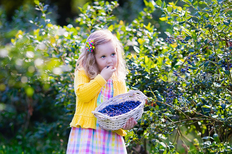 小女孩在摘蓝莓