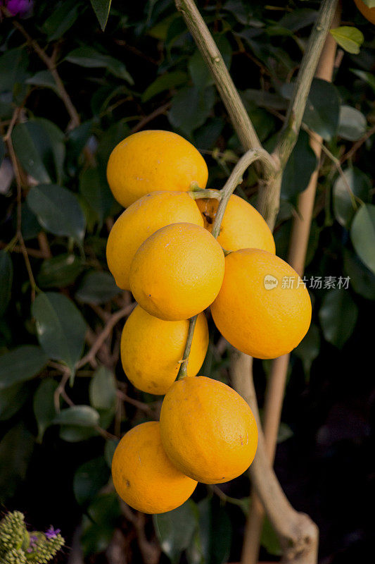 柠檬树上的一串新鲜成熟的柠檬