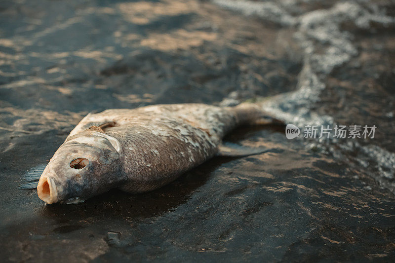 被毒死的鱼躺在河岸上。