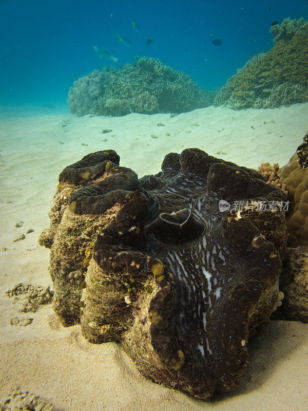 澳大利亚大堡礁巨大的蛤张开嘴